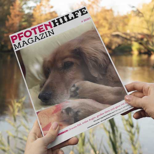 Pfotenhilfe Magazin Cover