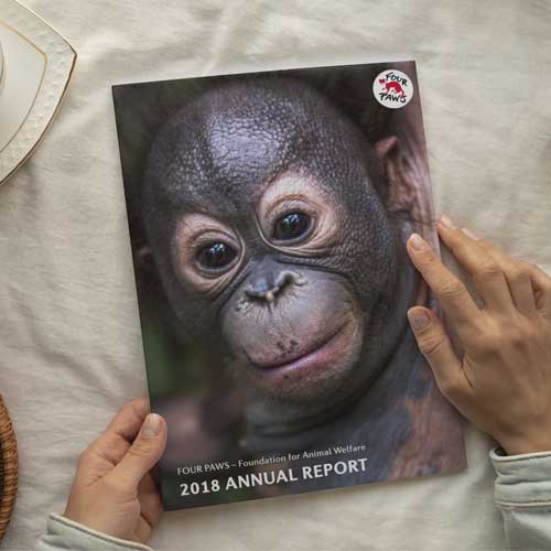 Jahresbericht VIER PFOTEN International